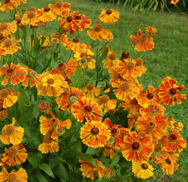Helenium 'Waltraut' | Sonnenbraut